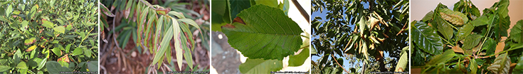 Billede af Xylella fastidiosa