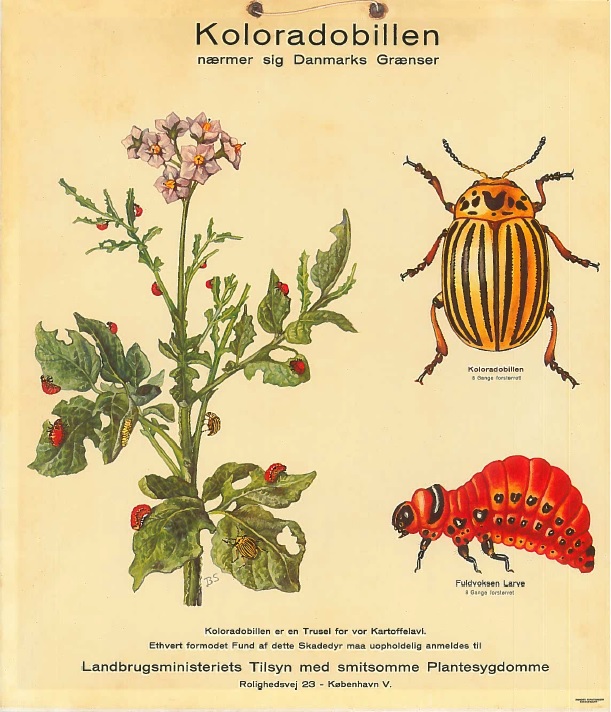 Koloradobillen nærmer sig Danmarks Grænser. Koloradobillen er en Trussel for vor kartoffelavl. Ethvert formodet Fund af dette skadedyr maa uopholdelig anmeldes til Landbrugsministeriets Tilsyn med smitsomme Plantesygdomme. Rolighedsvej 23 - København V.